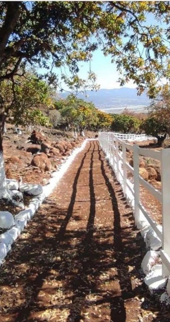 Sendero de tierra entre árboles con cerca blanca, fotografía compartida por Cielo Nuevo